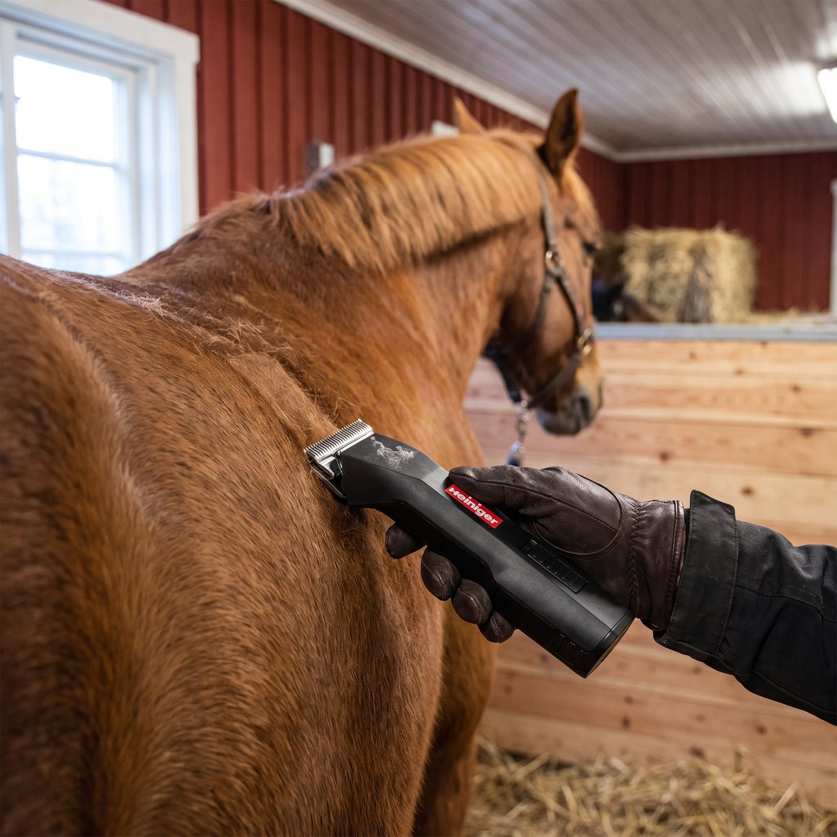 Heiniger Saphir Horse klipper pälsen på en fuxhäst i en röd svensk stallbyggnad