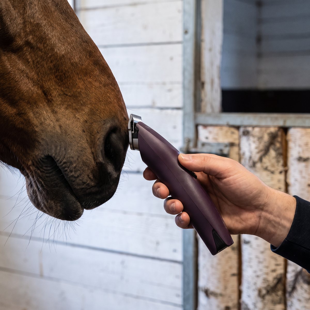 Wahl KM Supera Horse trimmar hår vid mulen på en häst i ett vitkalkat svenskt stall
