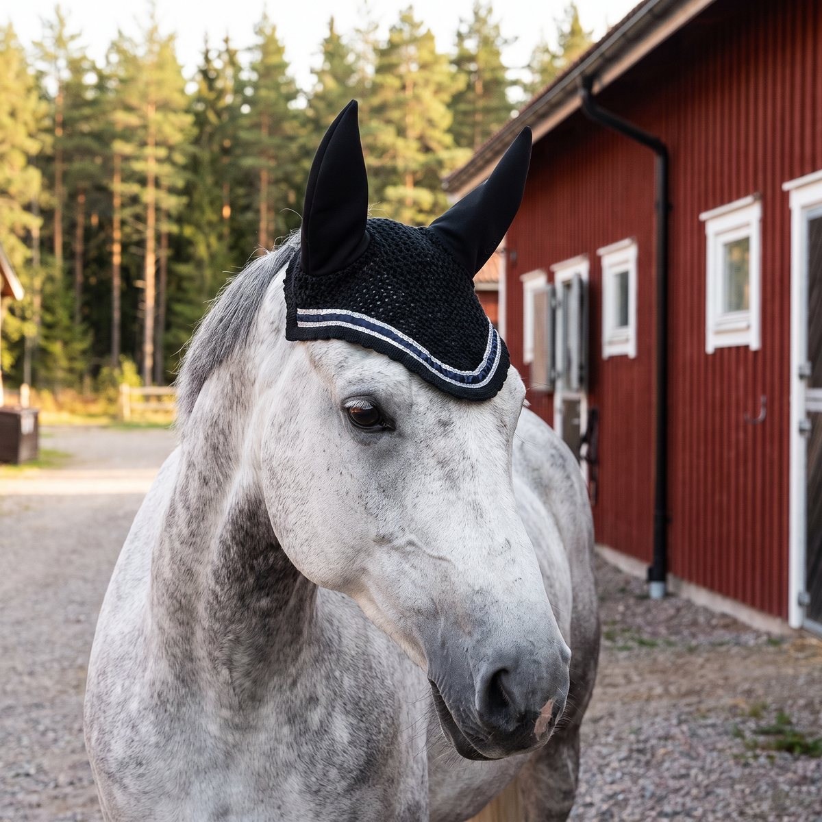 Svart flughuva med silver- och marinblå dekorkant på en grå häst på en svensk stallgård med rött stall och tallskog