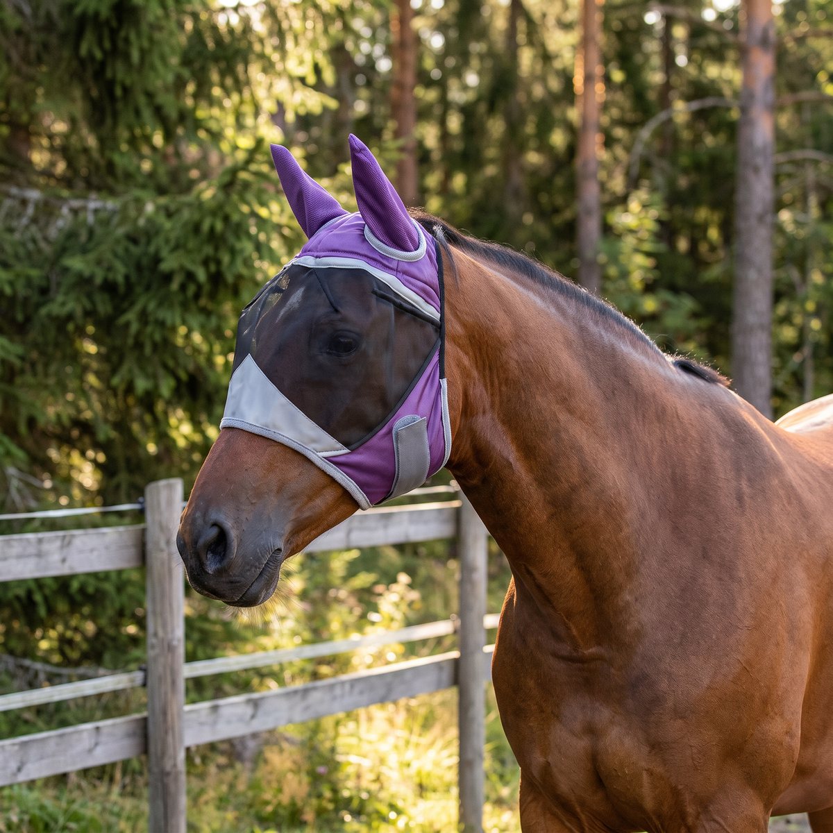 Lila flughuva med öron på en brun häst i en svensk hage med trästaket och skog