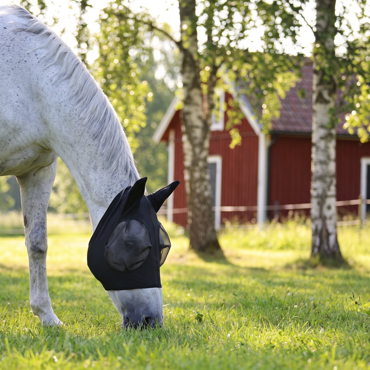Svart flughuva i stretch med öron på en grå häst som betar i en svensk hage med björkar och rött stall