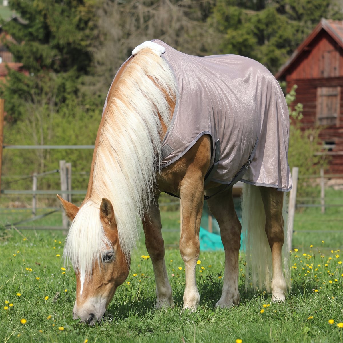 Stallone Walker flugtäcke på en betande haflinger i en svensk hage med trästaket och rött timmerhus