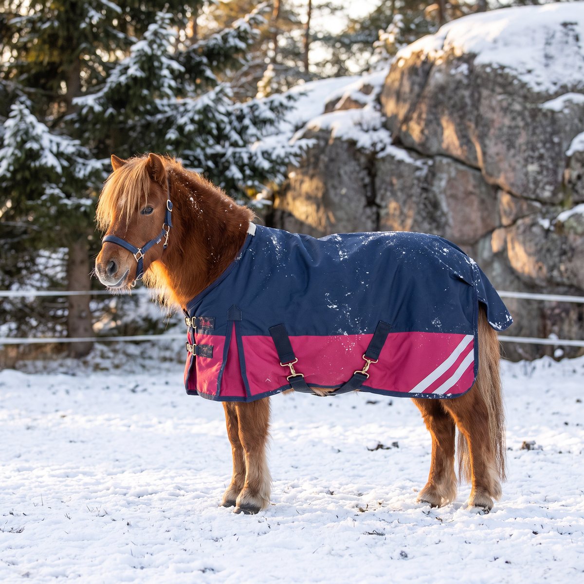 Marinblått och rosa utetäcke på en liten ponny i snöig svensk hage med gran och granitblock