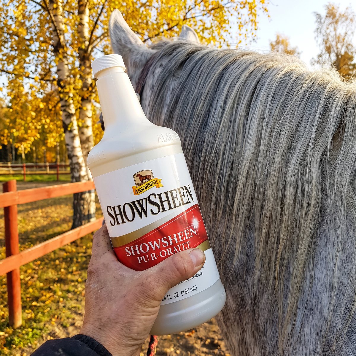 ShowSheen-flaskan hållen mot manen på en grå häst i en svensk hage med björkar
