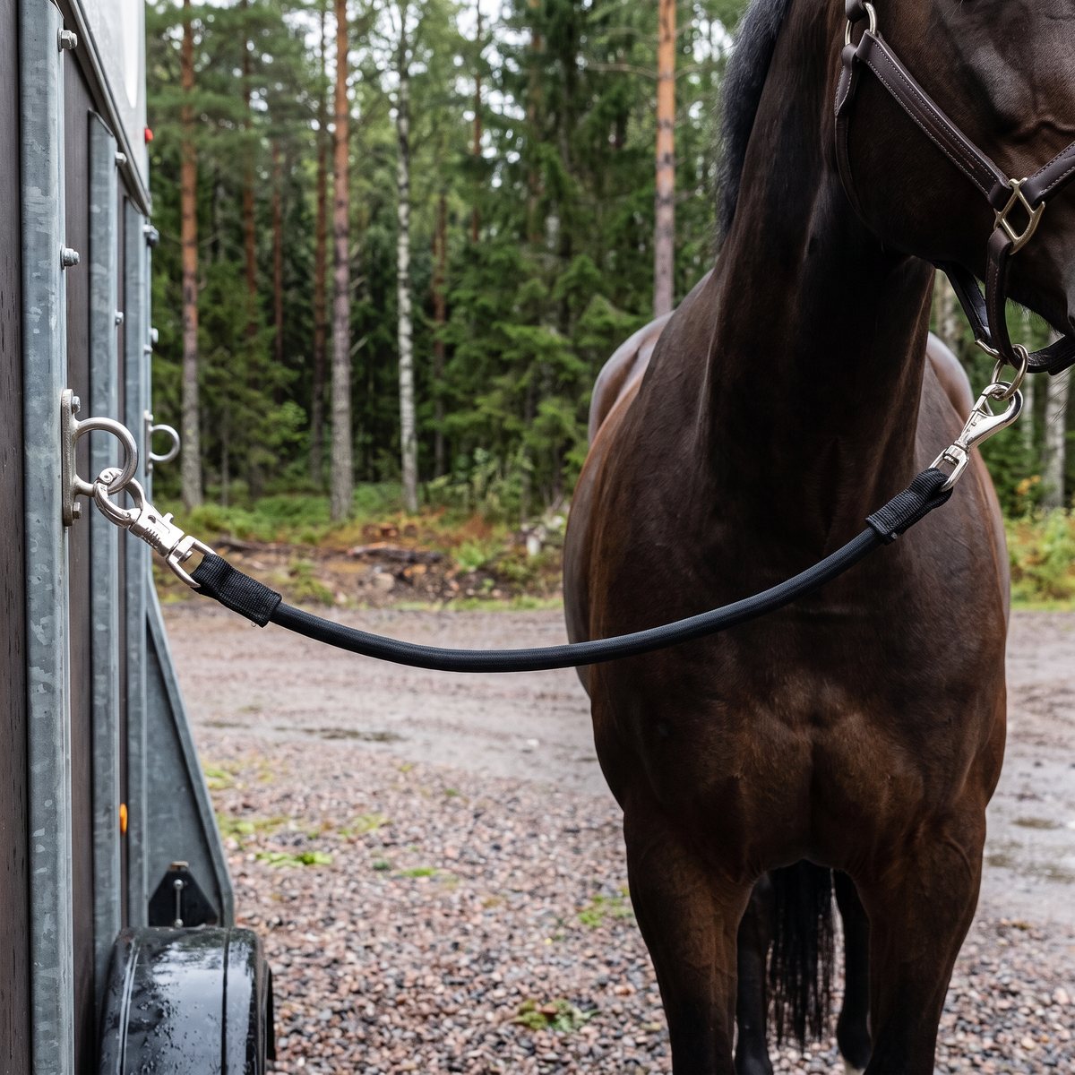 Svart elastiskt grimskaft fäst mellan en trailers förtöjningsring och en häst på en grusplan vid svensk tallskog