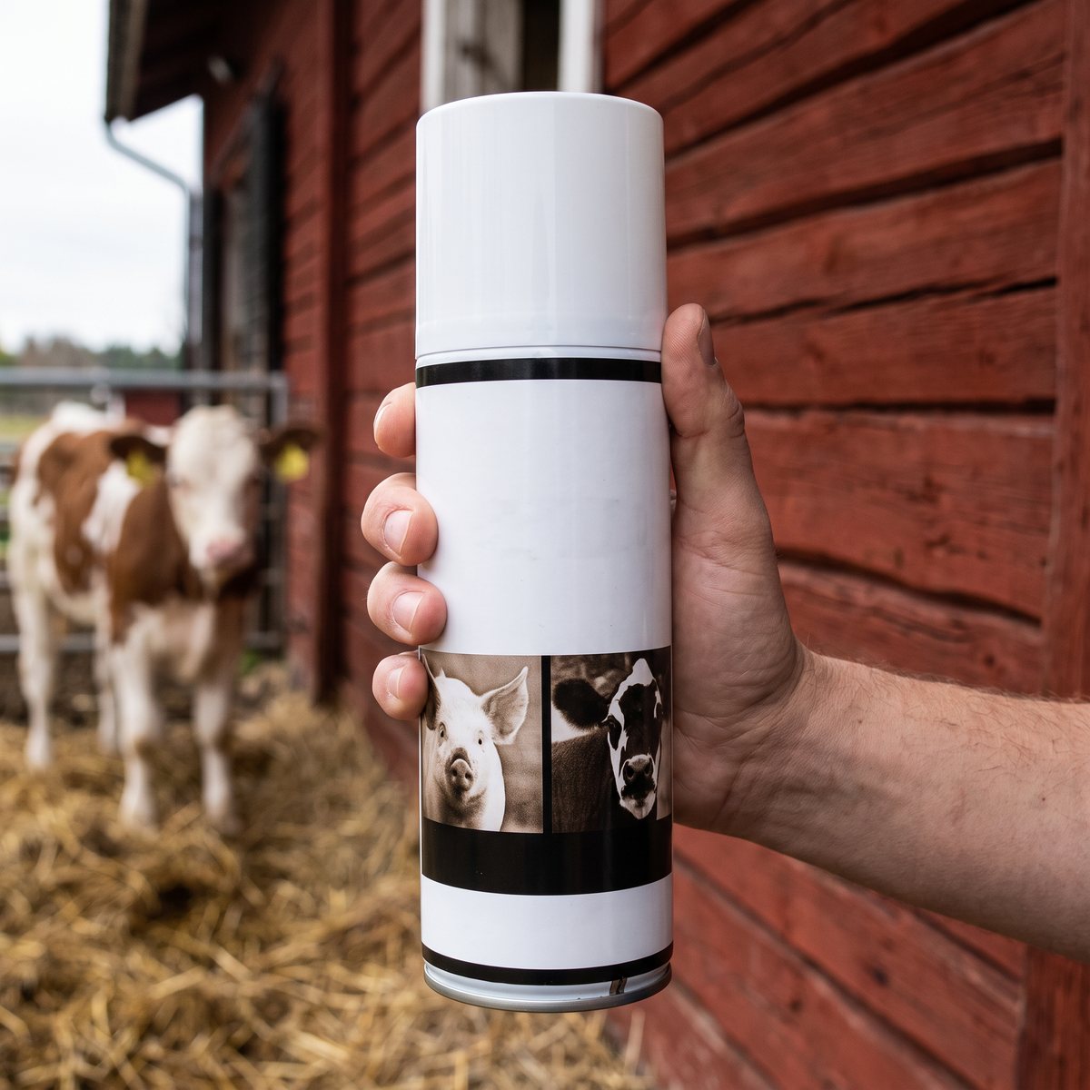 Slank sprayburk hålls i handen vid en röd svensk ladugård med en kalv i bakgrunden