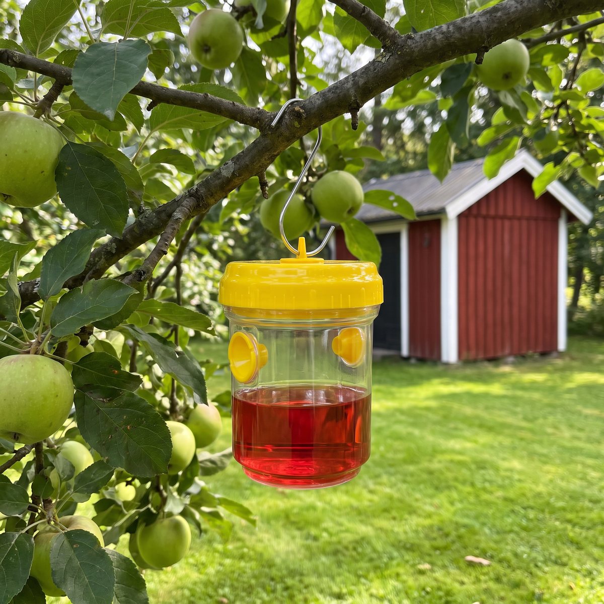 Biobasis geting- och flugfälla med gult lock hängd på en krok i ett äppelträd, röd bod i bakgrunden